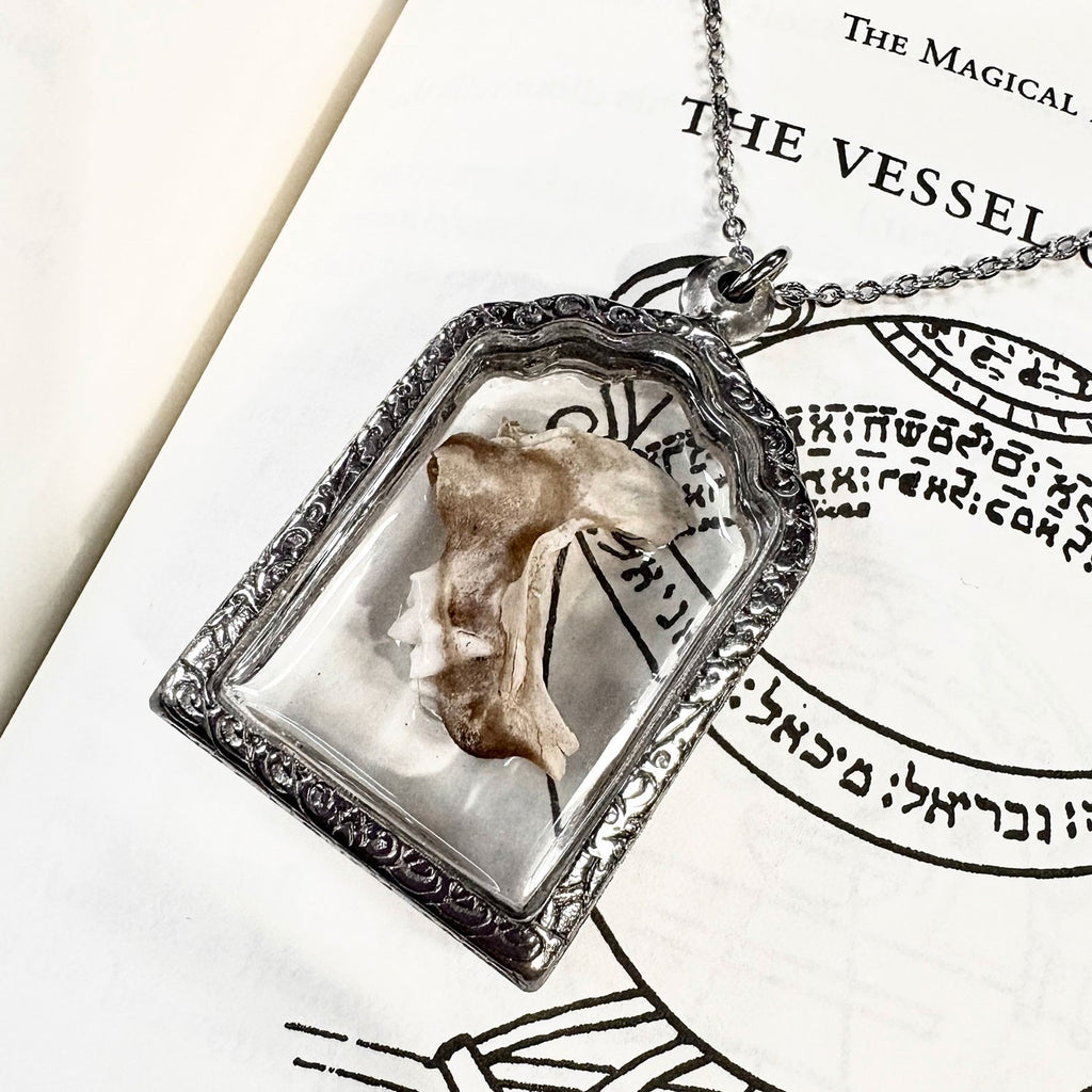 Cat Jawbone Genuine Specimen Necklace