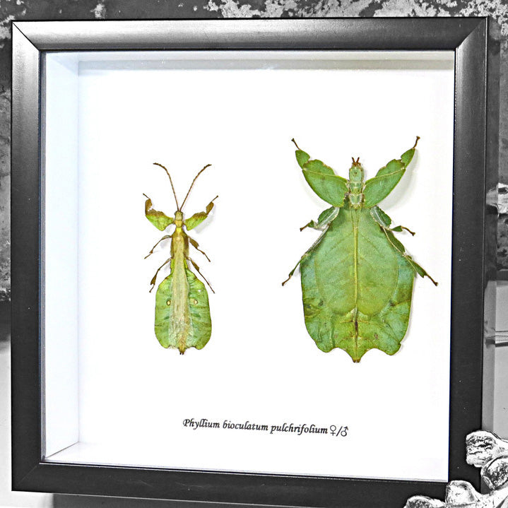 Leaf Insect Duo Phyllium Bioculatum Genuine Framed Specimen