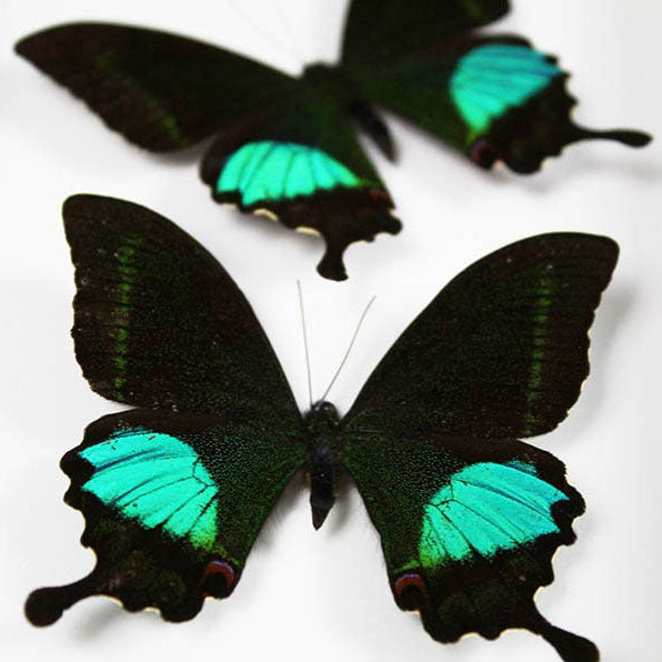Peacock Paris Genuine Duo Butterfly Framed Specimen