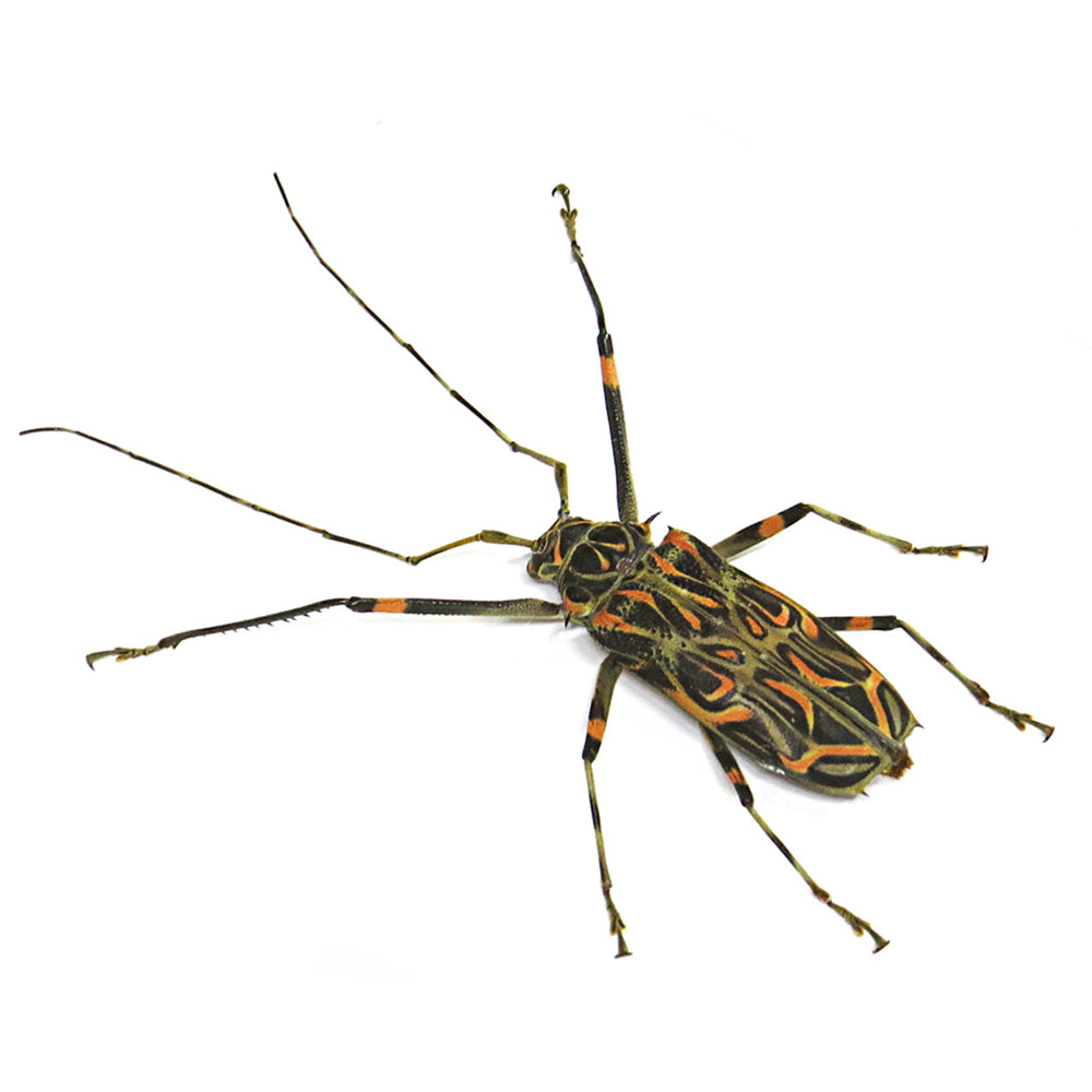 Giant Harlequin Beetle Genuine Framed Specimen