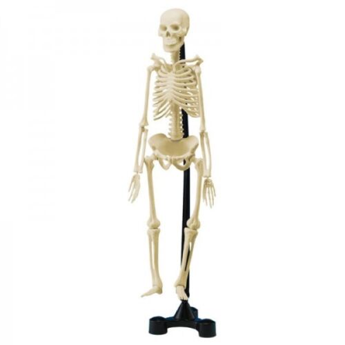 Anatomical Skeleton - DIY Build it Kit