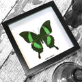 Papilio Butterfly Genuine Framed Specimen