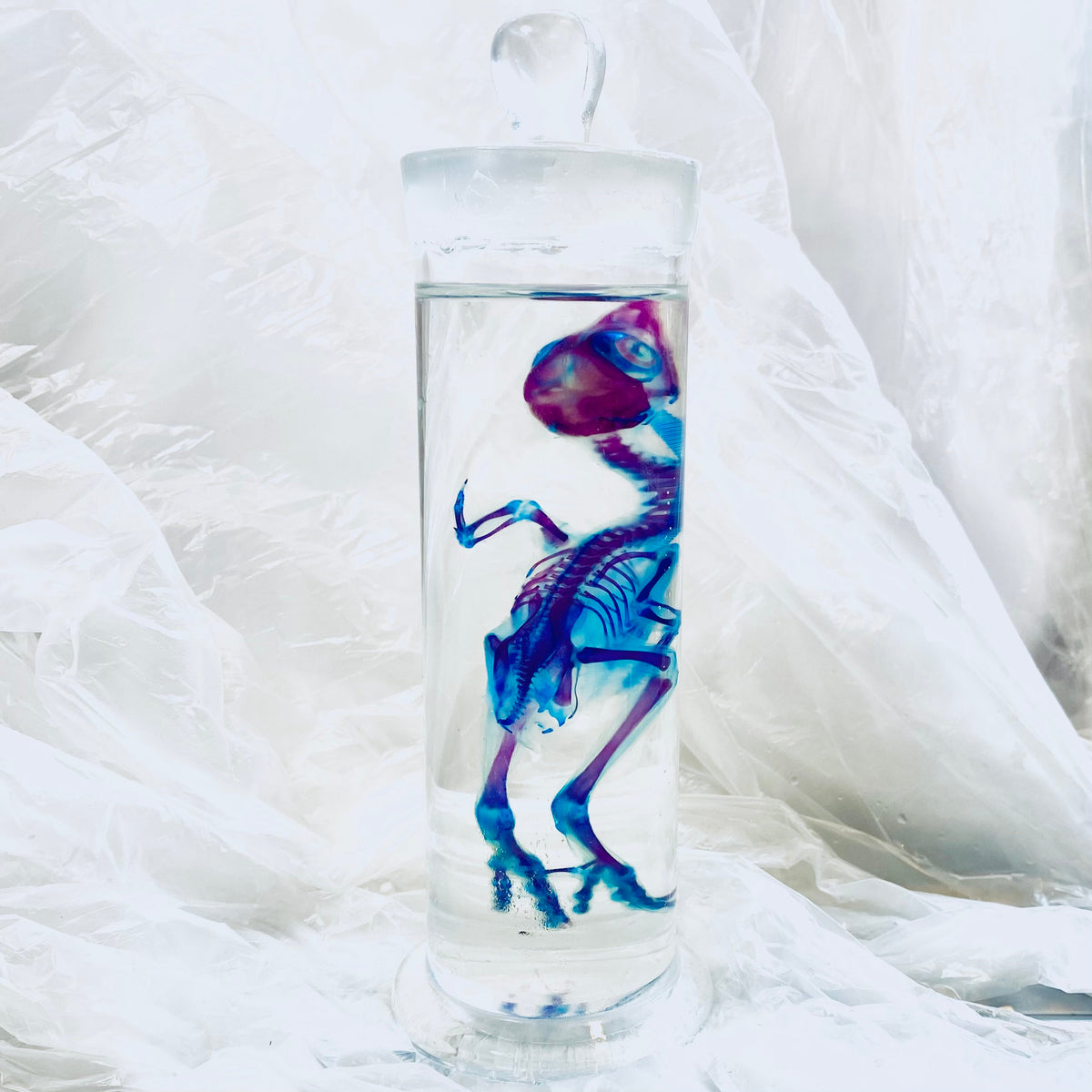 Chick Diaphonised Genuine Wet Specimen