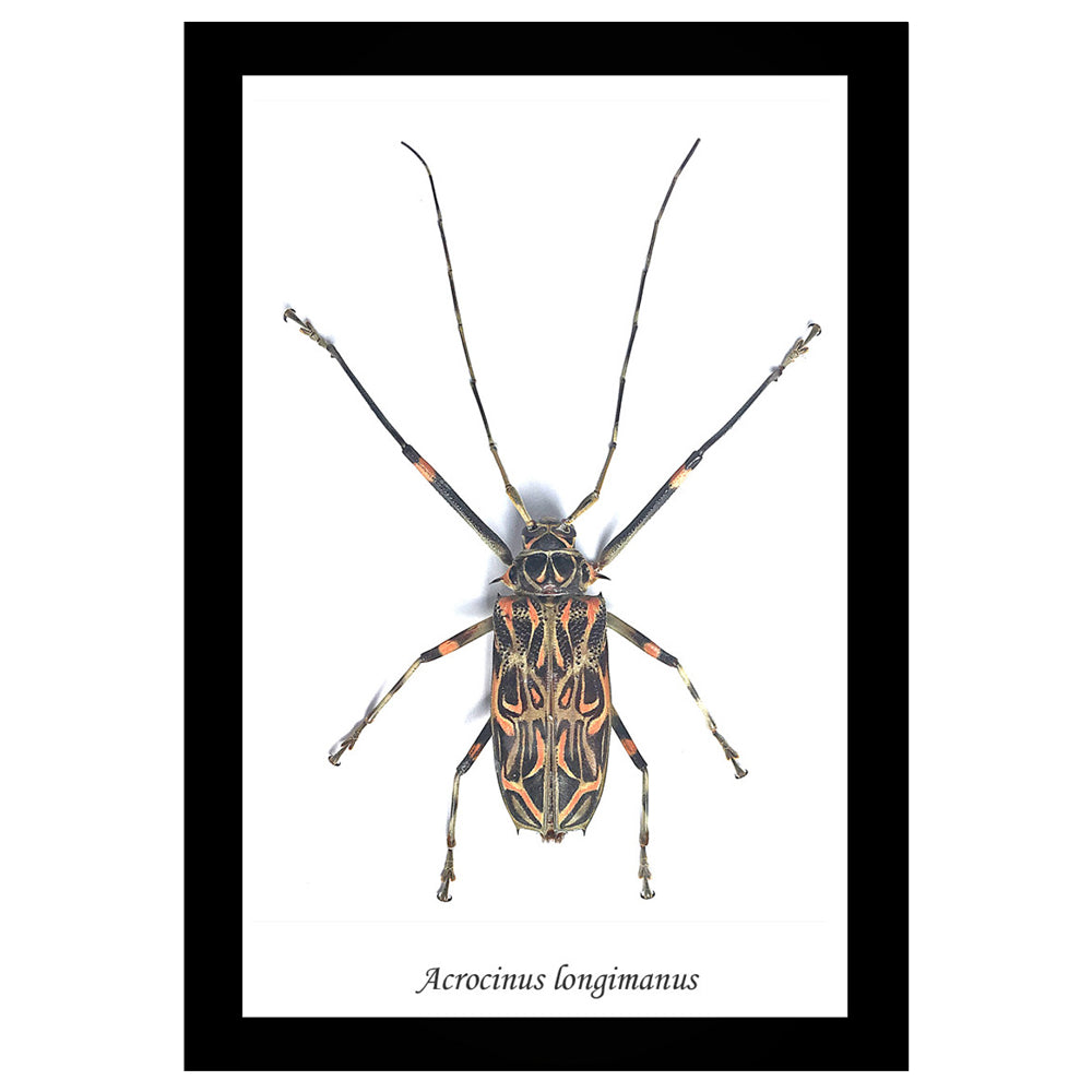 Giant Harlequin Beetle Genuine Framed Specimen