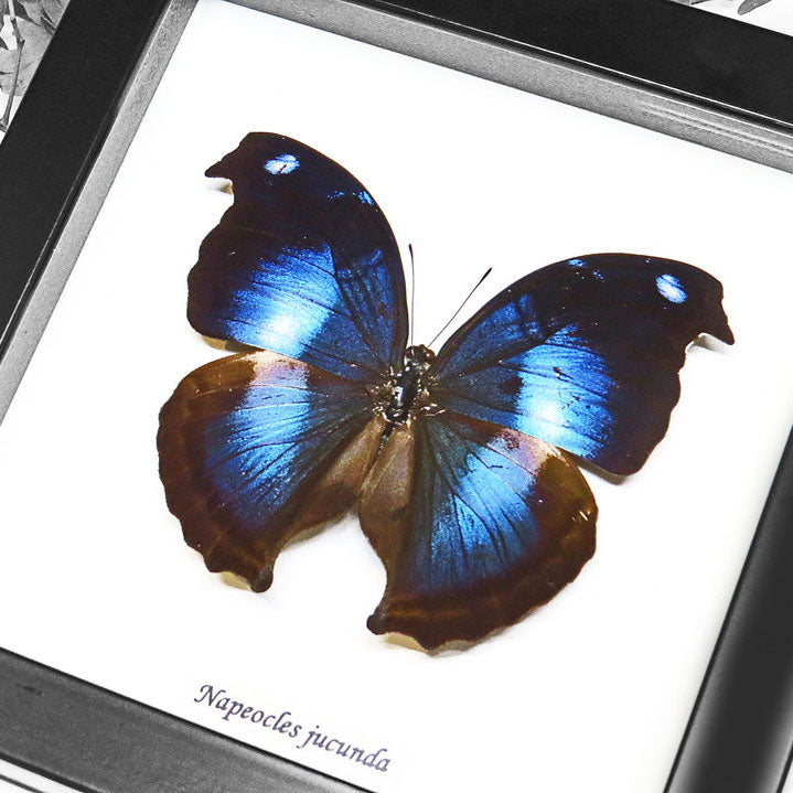Blue Hookwing Butterfly - Papilo Jucunda Framed Specimen