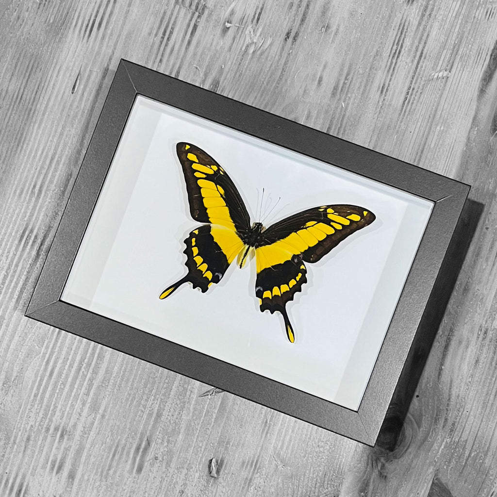 King Swallowtail Genuine Framed Butterfly