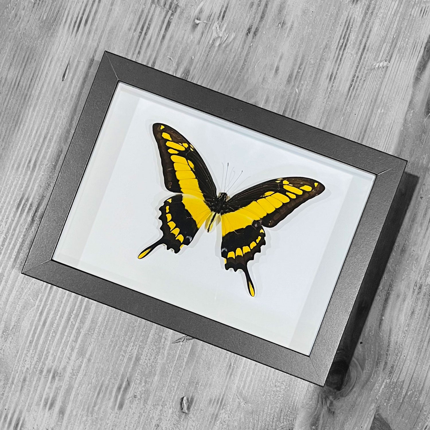 King Swallowtail Genuine Framed Butterfly