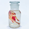 Diaphonised Mouse (Chem. Jar) Wet Specimen