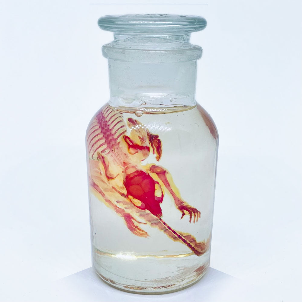 Diaphonised Mouse (Chem. Jar) Wet Specimen