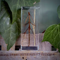 Stick Insect Specimen in Resin