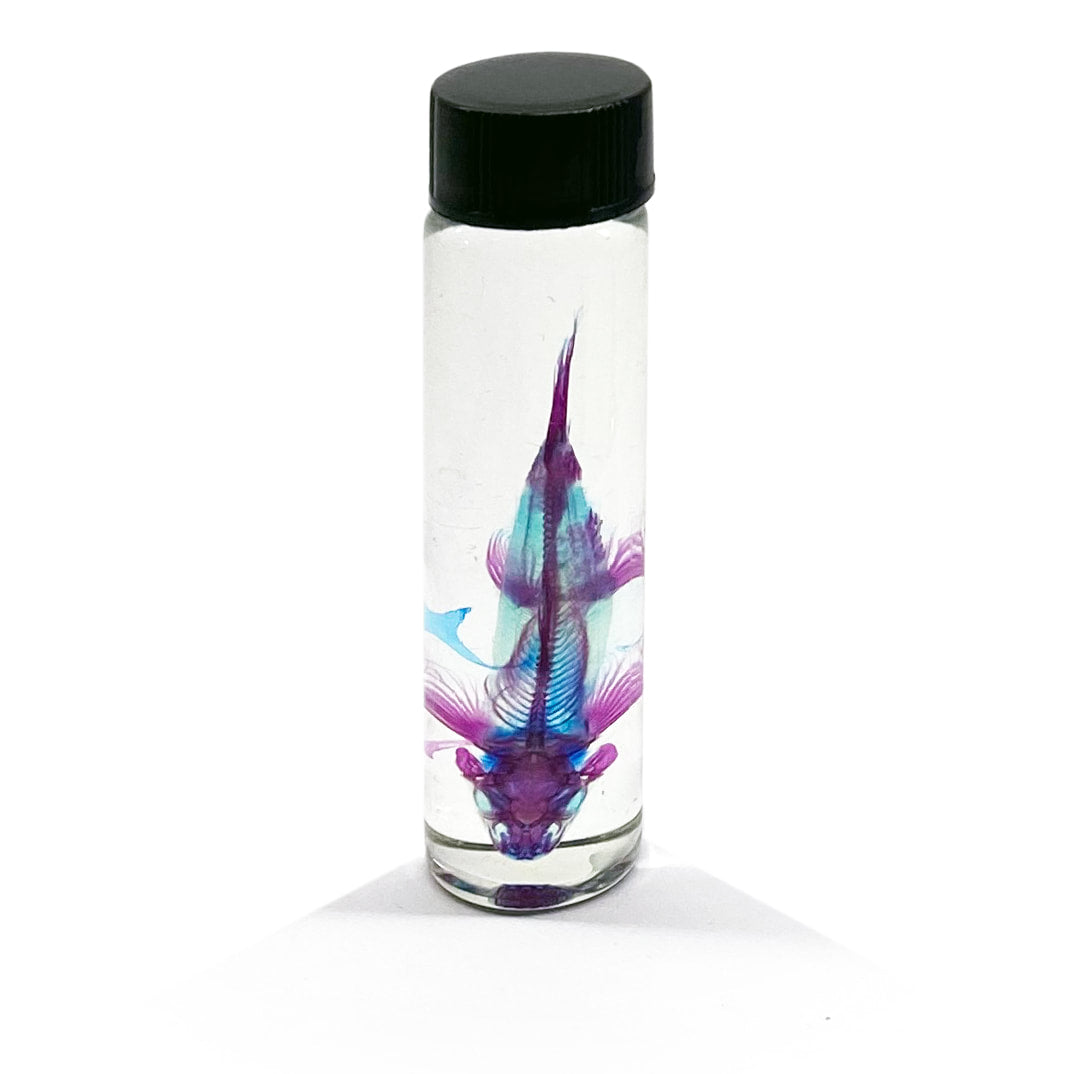 Guppies Diaphonised