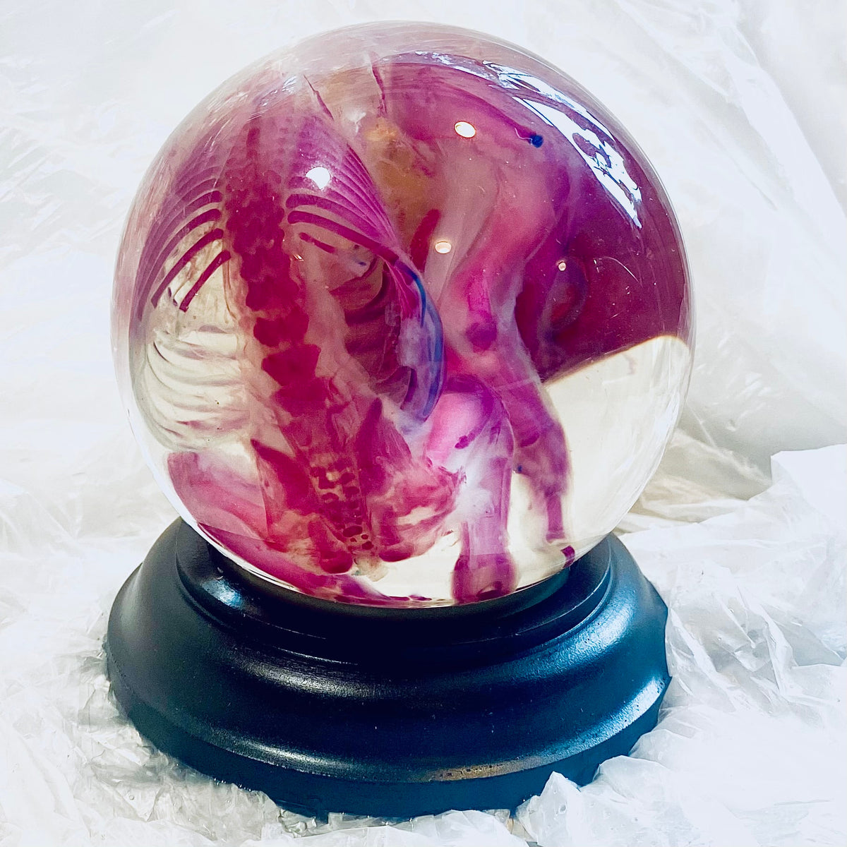 French Bulldog Puppy Diaphonised Genuine Wet Specimen