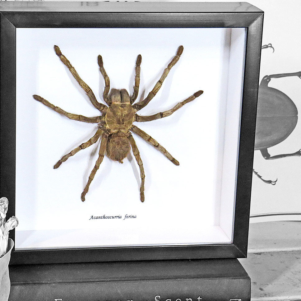 Spider Acanthoscurria Ferina Framed Tarantula Specimen