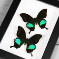 Peacock Paris Genuine Duo Butterfly Framed Specimen