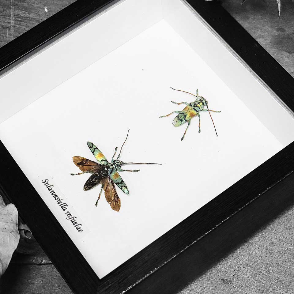 Longhorn Beetle Duo Genuine Framed Specimen