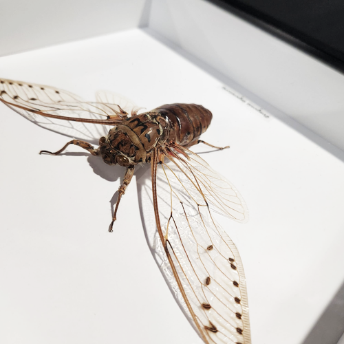 Cicada - Ayuthia Spectabile Framed Genuine Specimen