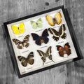 African Butterfly Swarm Genuine Framed Specimens