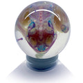 Cane Toad Diaphonised Wet Specimen Globe