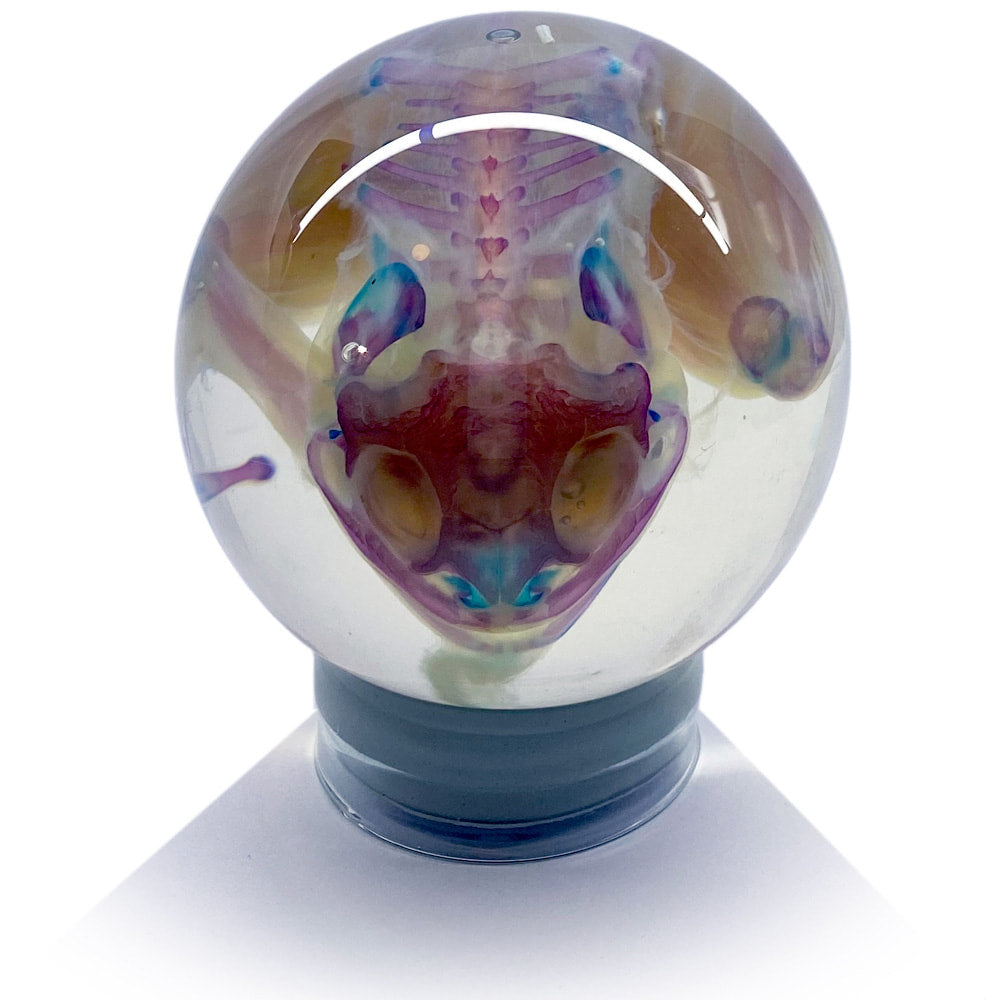 Cane Toad Diaphonised Wet Specimen Globe