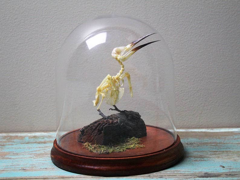 Bee-Eater Bird Articulated Skeleton in a Glass Dome