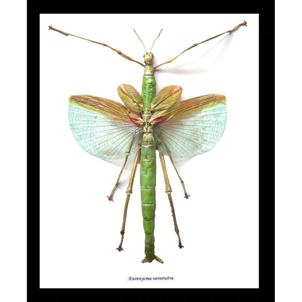Framed Stick Insect Eurenycma Versirubra Giant Specimen
