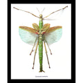 Framed Stick Insect Eurenycma Versirubra Giant Specimen