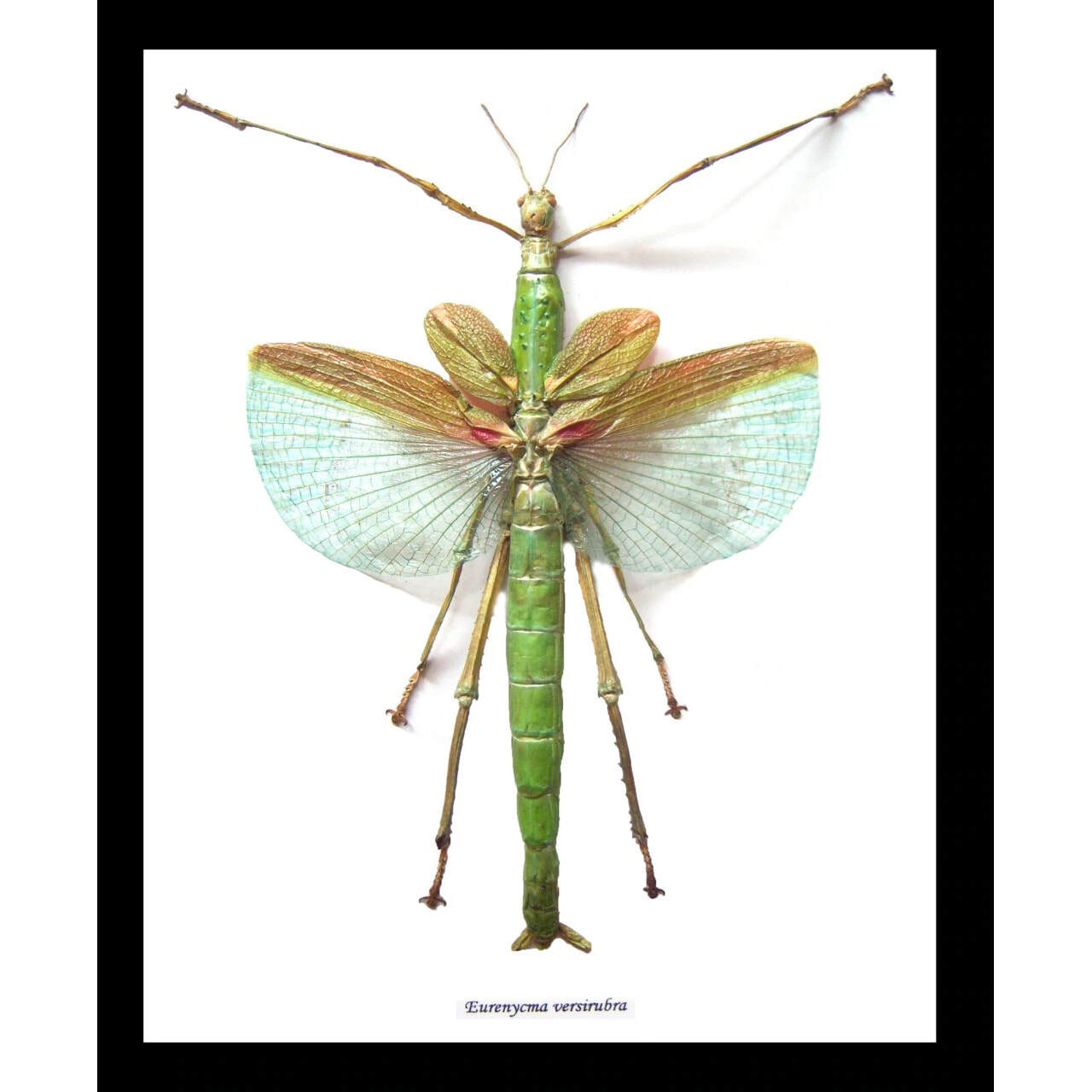 Framed Stick Insect Eurenycma Versirubra Giant Specimen