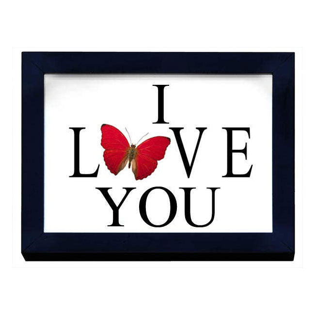 Genuine Butterfly Framed Specimen - Lovers Gift