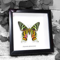 Chrysiridia Riphaeria Sunset Moth Framed Specimen