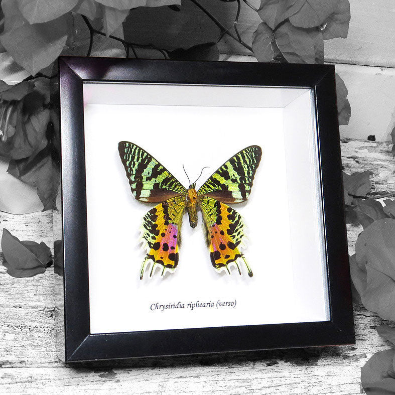 Chrysiridia Riphaeria Sunset Moth Framed Specimen