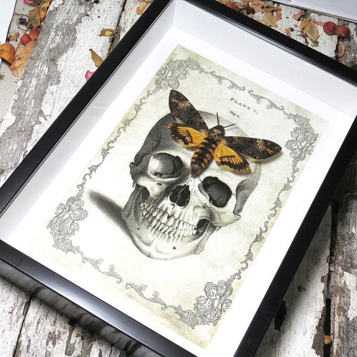 Death's Head Hawkmoth Skull Framed Specimen