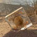 Flower Moon Crab Specimen