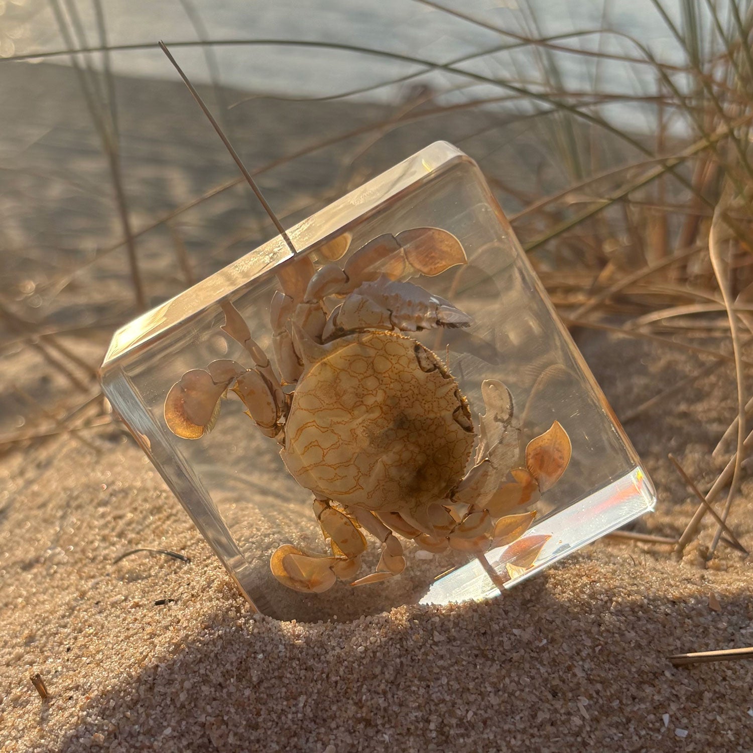 Flower Moon Crab Specimen