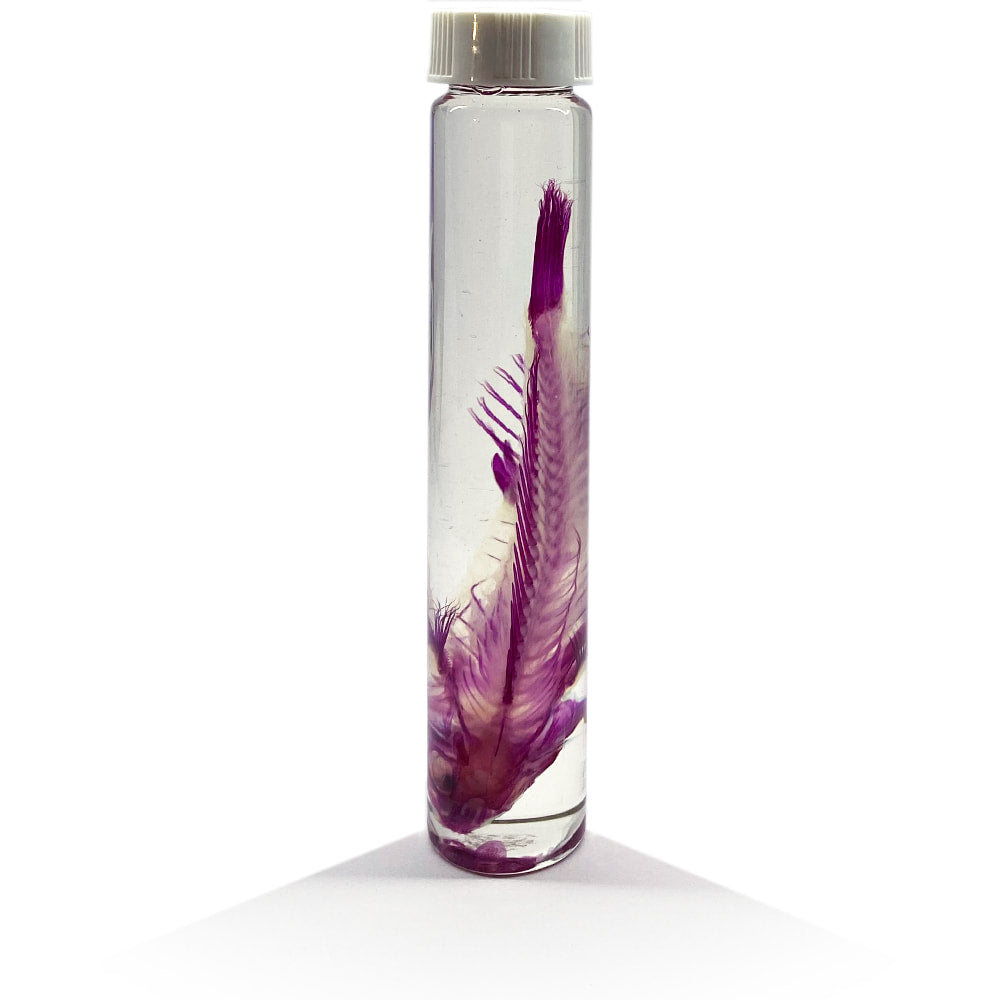 Parrot Fish Diaphonised Wet Specimen