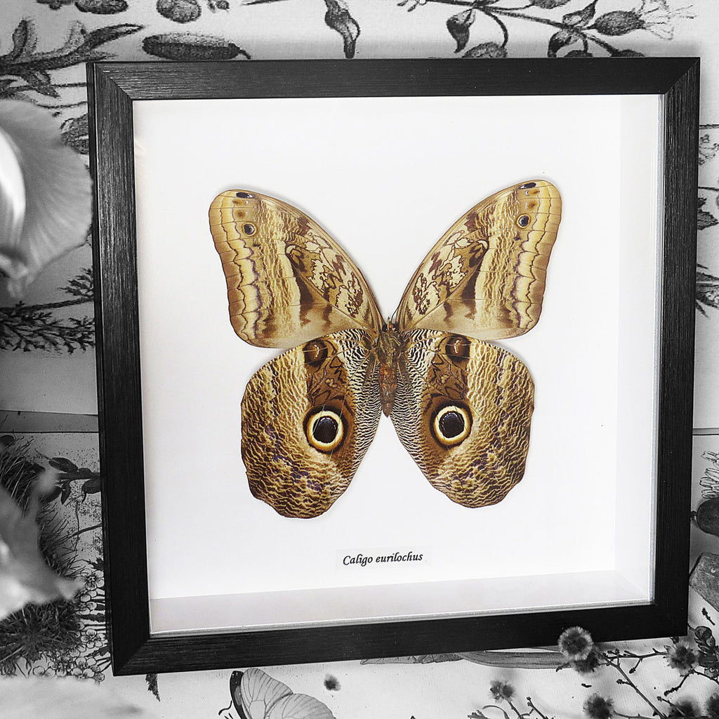 Owl Moth (Caligo Eurilochus) Framed Genuine Specimen
