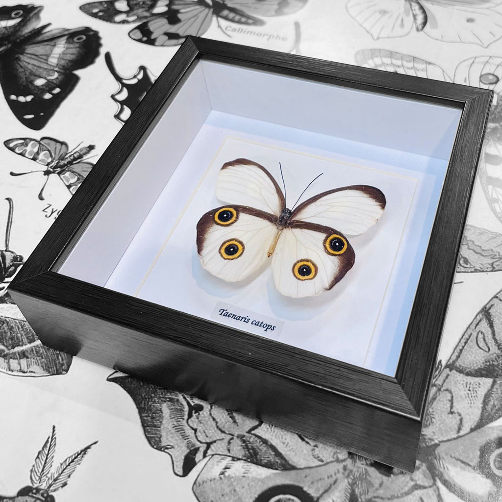 Silky Owl Moth Genuine Framed Butterfly Specimen