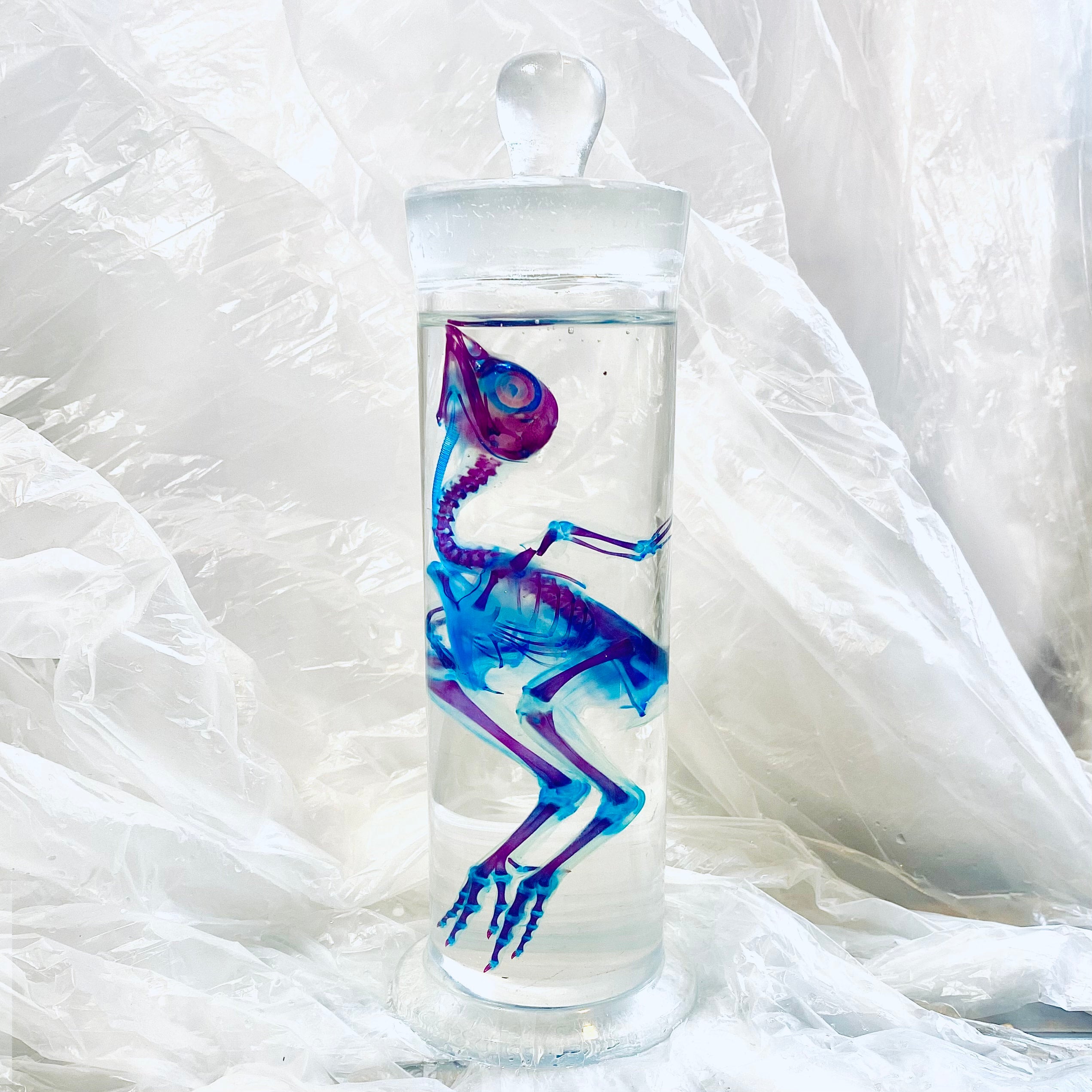 Chick Diaphonised Genuine Wet Specimen