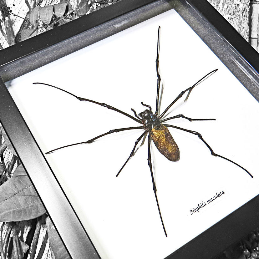 Golden Orb Weaver Spider Framed Specimen