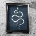 Snake Skeleton Genuine Framed Specimen