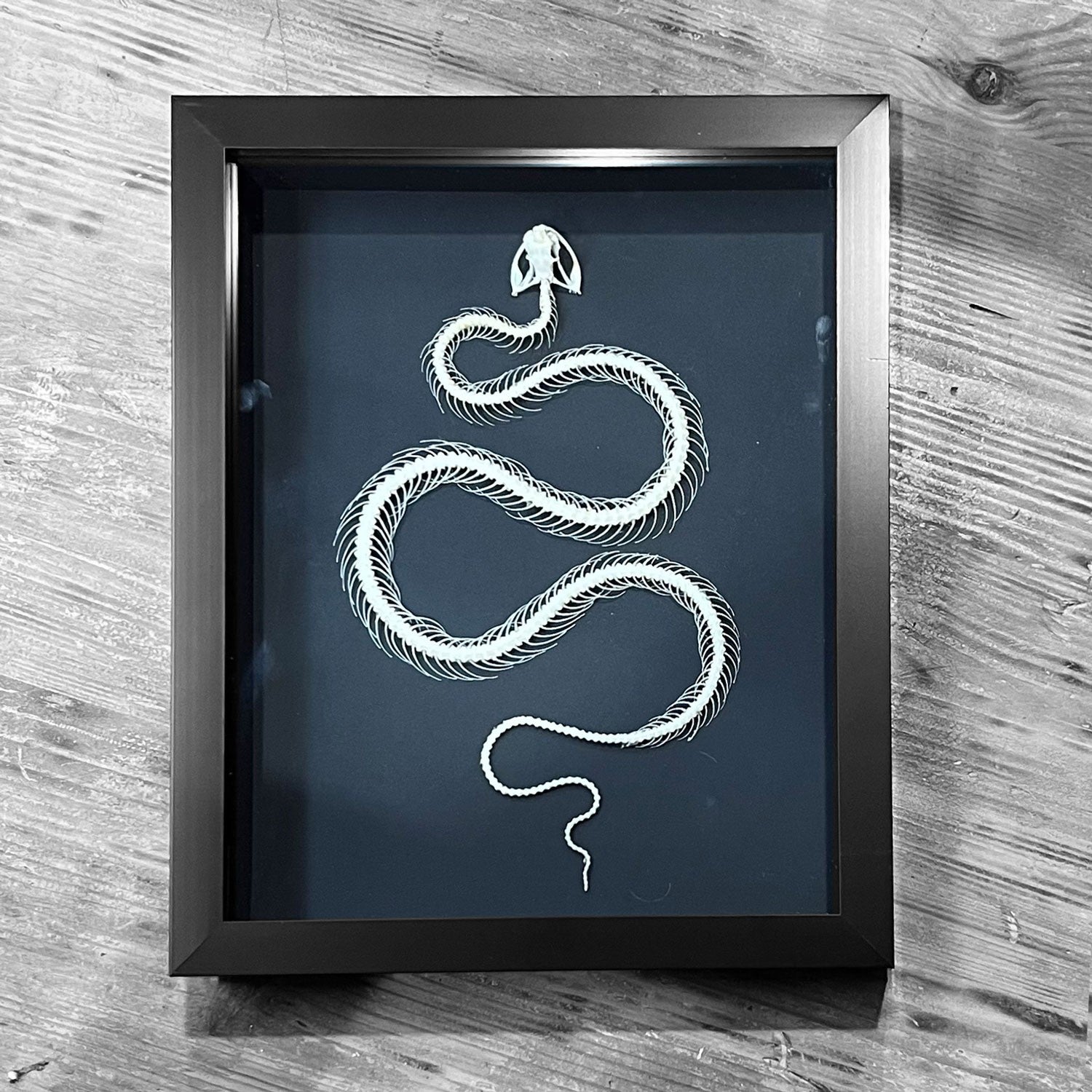 Snake Skeleton Genuine Framed Specimen