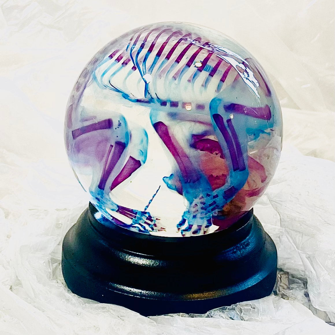 Kitten Diaphonised Wet Specimen Globe