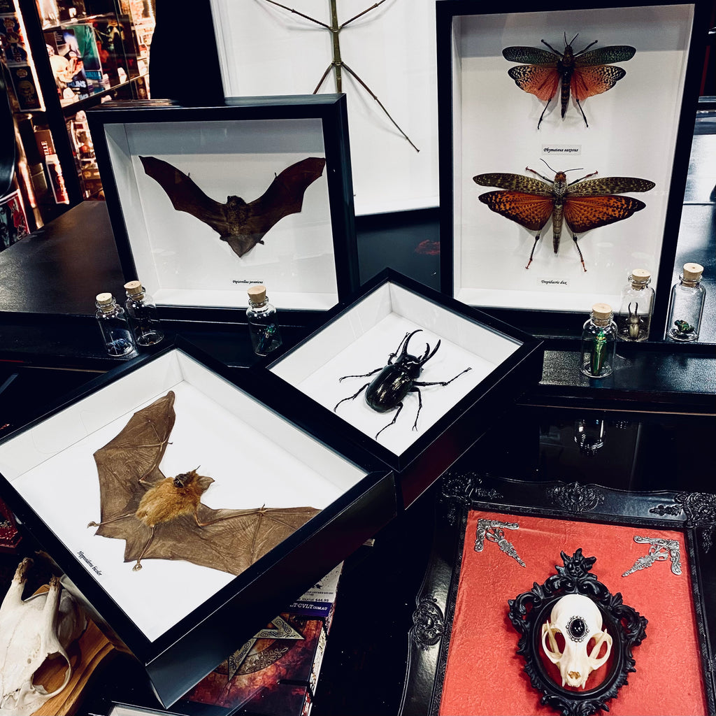 Grasshopper Framed Specimens