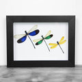 Triplet Damselfly Genuine Framed Specimen