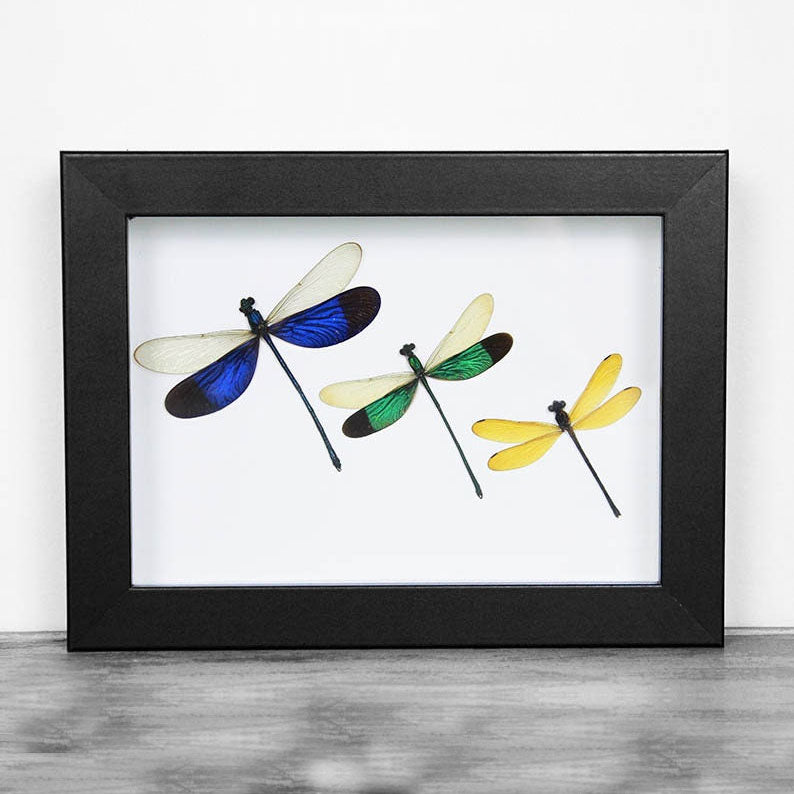 Triplet Damselfly Genuine Framed Specimen