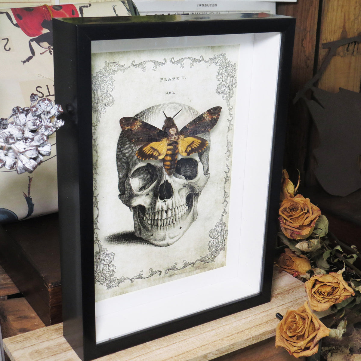 Death's Head Hawkmoth Skull Framed Specimen