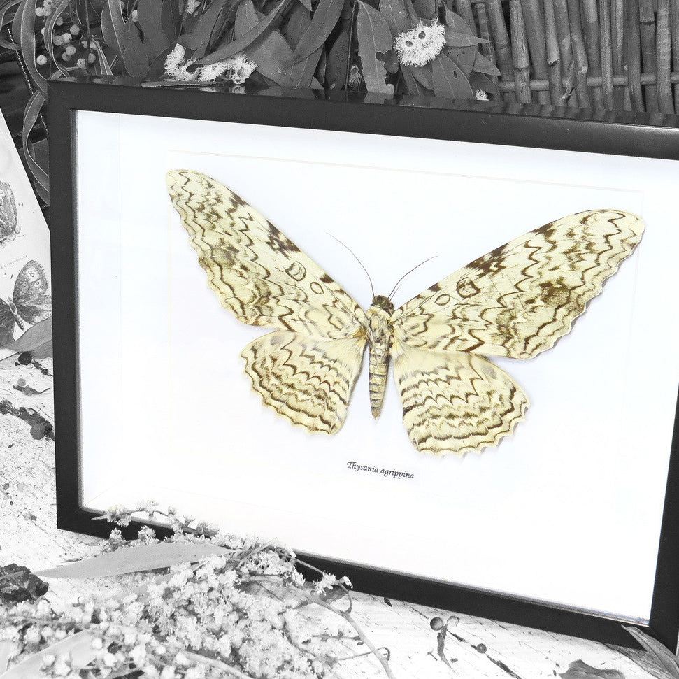 White Witch Moth Thysania Agrippina Framed Genuine Specimen