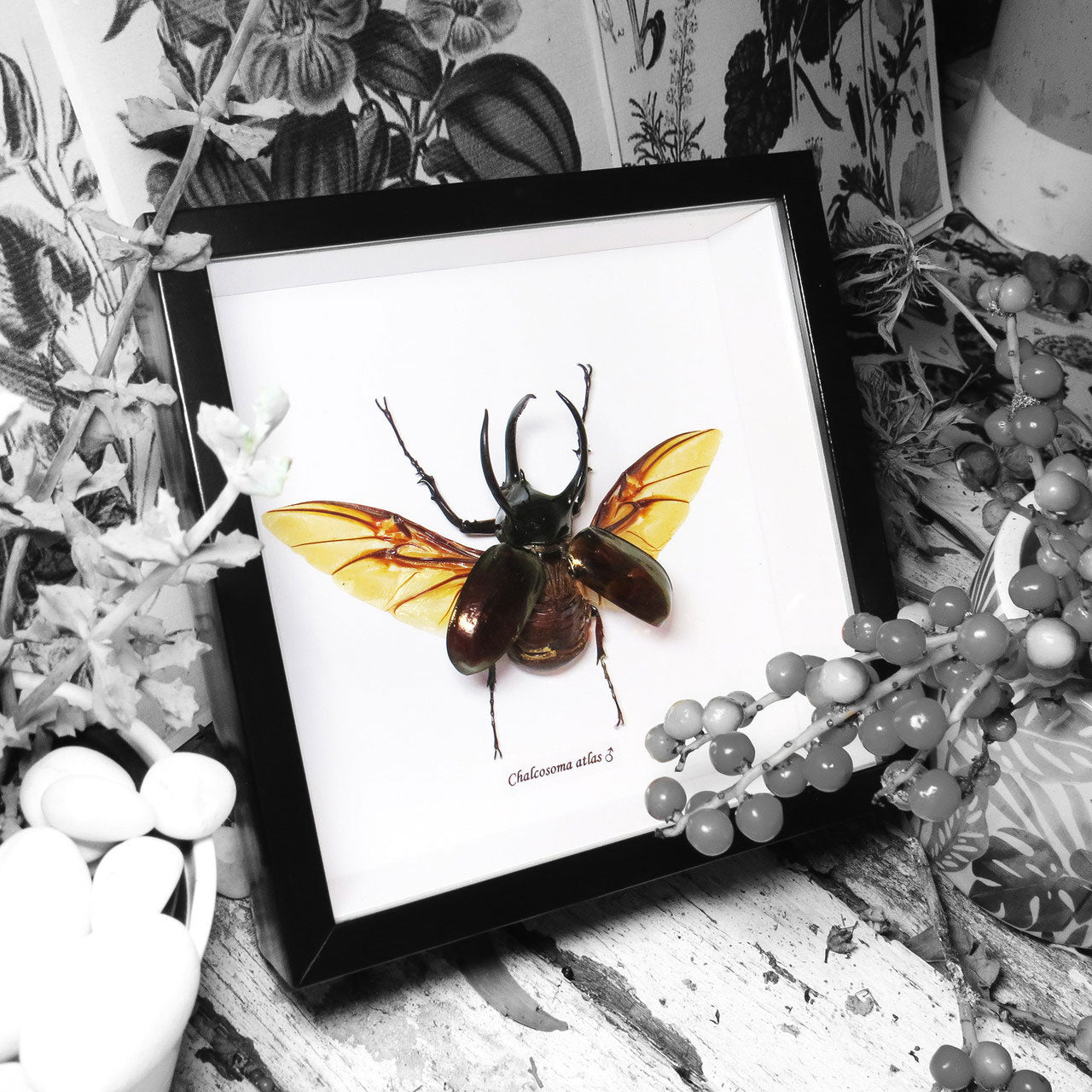Chalcosoma Caucasus Male Framed Rhino Beetle Specimen