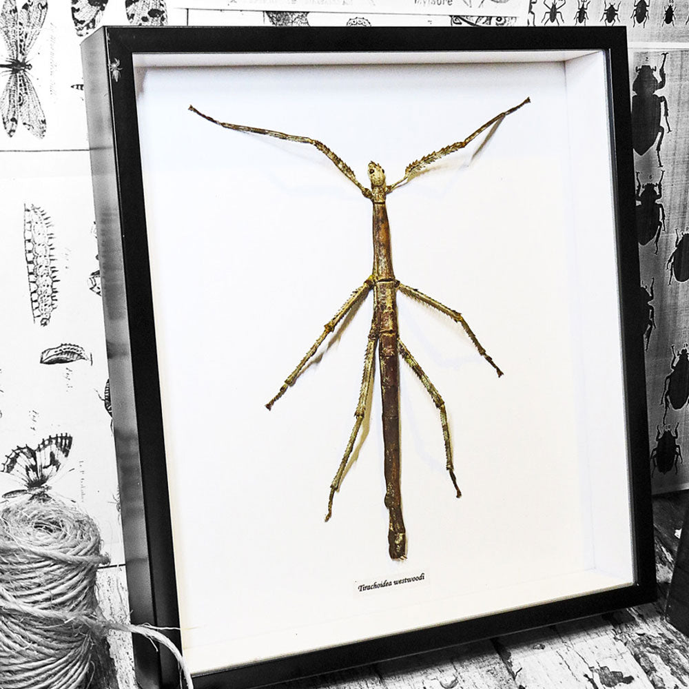 Tirachoidea Westwoodi Female Stick Insect Framed Specimen