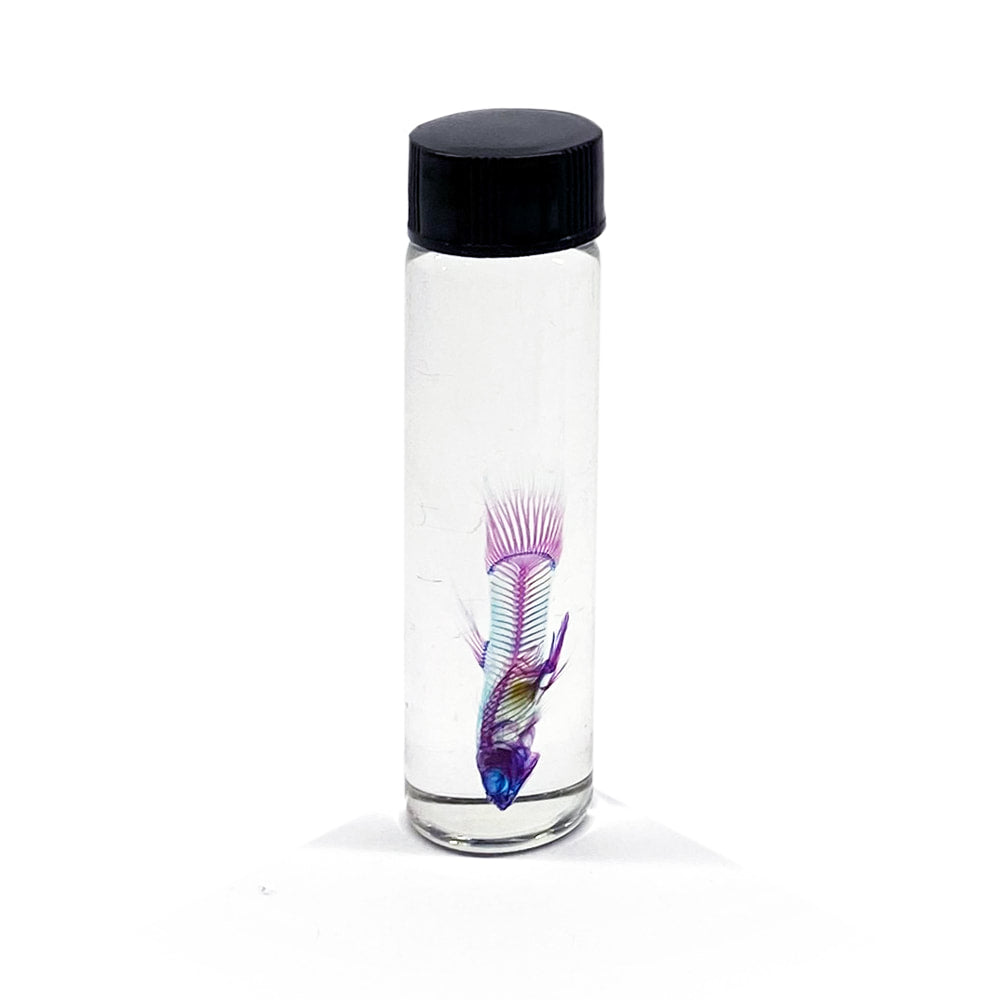 Guppies Diaphonised