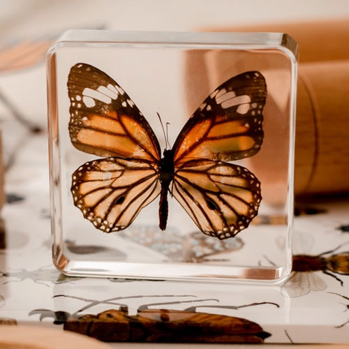 Tiger Butterfly Specimen